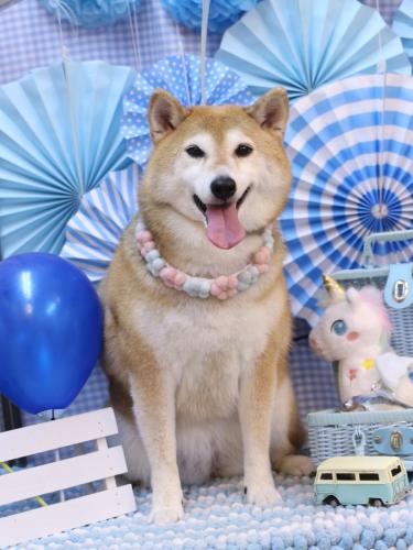 20231122こはるちゃん